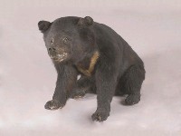 臺灣黑熊藏品圖，第6張